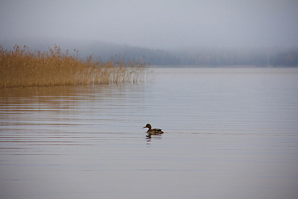 Sample image for use in a demo of the LiveWhale content management system.